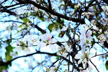 Brotan flores de bauhinia en el corazón de provincia montañosa de Son La