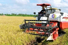 Calidad de arroz de Vietnam mejora gracias a buenas variedades