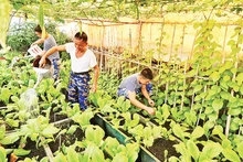 Soldados de la isla An Bang, distrito insular de Truong Sa, central provincia vietnamita de Khanh Hoa, cuidan el huerto.