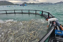 El proyecto piloto de acuicultura en alta mar de alta tecnología en la provincia de Khanh Hoa. (Foto: baochinhphu.vn)