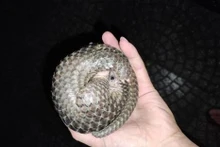 El pangolín es descubierto por el conductor y entregado a las autoridades. (Fotografía: VNA)