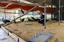 Los pavos reales se cuidan en el Centro. (Fofografía: VNA)