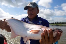 Muestras de pangasius de la empresa NAVICO. (Foto: Revista Vietnam)
