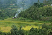 Paisaje poético de campos en terrazas en la temporada del arroz dorado en Binh Lieu.