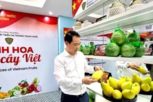 La exposición presentará las ricas características, la identidad y el potencial de desarrollo de las frutas vietnamitas, uno de los grupos de productos agrícolas clave del país. (Foto: Vietnam+)