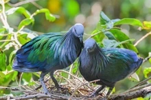 Aparecen palomas de Nicobar en el Parque Nacional de Con Dao. (Foto: VNA)