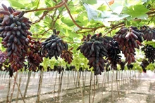 El primer viñedo de “dedo negro” sin semilla (NH04-102) en Ninh Thuan, en su temporada de cosecha.