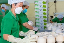Los cocos frescos vietnamitas tienen una gran oportunidad cuando se abren al mercado estadounidense y tienen la perspectiva de exportarse al mercado chino. (Fotografía: nongnghiep.vn)