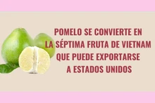 Pomelo se convierte en la séptima fruta de Vietnam que puede exportarse a EE.UU.