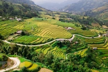 Campos en terrazas cubiertos de amarillo en tierras altas de Ha Giang