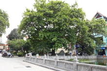 Foto de ilustración (Fuente: hanoimoi.vn)