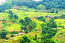 Color dorado del Noroeste vietnamita