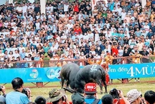 El Festival de Lucha de búfalos de Do Son.