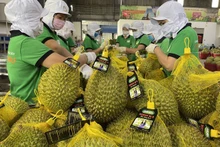 La exportación de Durian alcanzará 1,5 mil millones de dólares en octubre. (Foto: baochinhphu.vn)