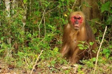 Liberan en Vietnam a naturaleza un ejemplar de especie rara de primate