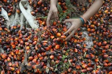 Trabajadores cosechan granos de palma en una granja en Pelalawan, provincia de Riau, Indonesia. (Fotografía: AFP/VNA)