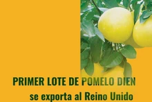 Primer lote de pomelo Dien se exporta al Reino Unido