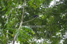 Fotografía: baobackan.com.vn