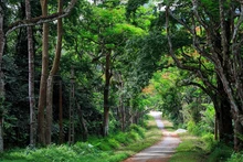 Parque Nacional de Cuc Phuong. (Fotografía: moitruongdulich.vn)