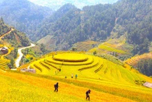 Las terrazas de arroz en Mu Cang Chai, provincia de Yen Bai (Fotografía: baoyenbai.com.vn)