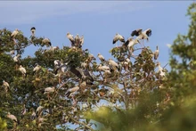 Una manada de picotenazas asiáticos raros, con más de mil ejemplares, migraron para buscar comida en el área despejada de Ta Not, en el Parque Nacional Lo Go – Xa Mat (Fotografía: VNA)