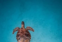 Fotógrafo vietnamita gana prestigioso concurso de fotografía internacional 
