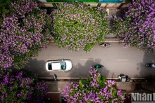 [Foto] Color púrpura de ensueño de flores de bang lang tiñen las calles de Hanói