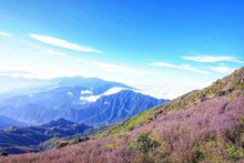 Ta Xua y Ta Chi Nhu están clasificadas entre las 15 montañas más altas de Vietnam (Fotografía: baoyenbai.com.vn)