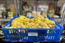 El longan vietnamita se exporta a Japón (Fotografía: VNA)