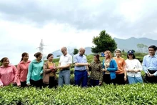 Una delegación de la Embajada de Canadá en Vietnam visita colinas de té en la provincia de Lai Chau. (Foto: VNA)