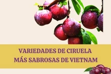 Variedades de ciruela más sabrosas de Vietnam
