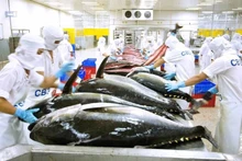 Exportaciones de atún vietnamita alcanzarán un mil millones de dólares este año