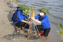 Plantación de Rhizophora apiculata en un bosque de manglares en la laguna de Thuy Trieu, provincia de Khanh Hoa (Fotografía: VNA)