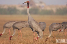 Unen manos en Vietnam para recuperar hábitat natural de grulla de corona roja