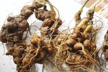 El ginseng Ngoc Linh. (Fotografía: quangnam.gov.vn)