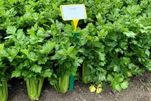 Recientemente, la variedad de apio “supergigante”, que alcanza aproximadamente un metro de altura y pesa entre 1,9 y 3 kilogramos por planta, ha cumplido los estándares internacionales y se cultivó con éxito en las granjas de alta tecnología de la compañía. (Foto: Archivo de Vinapharma-Group)