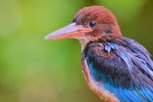 Reserva de la biosfera de Kon Ha Nung: un regalo invaluable de la naturaleza