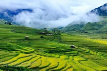 Los arrozales en Mu Cang Chai de la provincia de Yen Bai (Fotografía: VNA)
