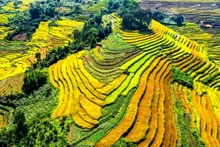 Campos de arroz dorados en Binh Lieu. (Fotografía: VOV)
