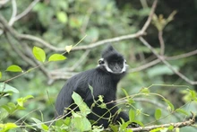 Langur de Ha Tinh. (Foto: baoquangbinh.vn)