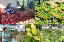Las exportaciones agrícolas de Vietnam alcanzaron 9,38 mil millones de dólares en los primeros dos meses del año (Foto: VNA)