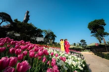 Tulipanes adornan la montaña Ba Den con múltiples colores. (Foto: Nhan Dan)