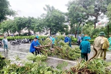 Jóvenes voluntarios se unen a las autoridades para limpiar los árboles caídos en las calles de Hanói. (Foto: Nhan Dan)