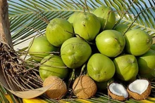 Los cocos frescos vietnamitas tienen la oportunidad de exportarse oficialmente a China. (Foto: hiephoiduabentre.vn)