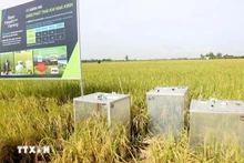 Se utiliza equipo para medir las emisiones de gases de efecto invernadero en un modelo de cultivo de arroz orgánico en Can Tho. (Foto: VNA)