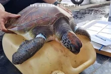 Una tortuga marina en peligro de extinción es rescatada en la provincia vietnamita de Quang Ngai. (Foto: VNA)