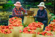 [Foto] Temporada de frutas maduras en ciudad vietnamita