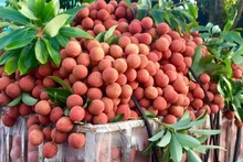 Lichi de Vietnam (Foto: chinhphu.vn)