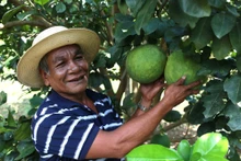 El cultivo de toronja en Ninh Thuan (Foto: thanhnien)
