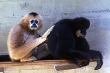 El gibón Siki. (Foto: baovanhoa.vn)